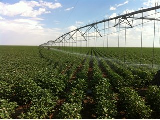 Property photo 2 - IRRIGATED LAND AUCTION - 12,160+/- ACRES OFFERED IN 12 TRACTS IN HARTLEY & MOORE COUNTY, TEXAS